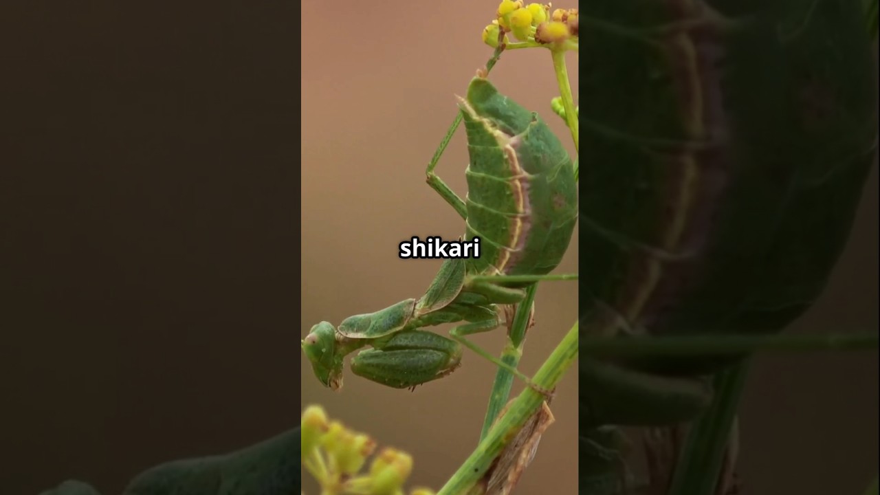 Day 24 Mysterious Insect | This ‘Beautiful’ Insect is a Cold-Blooded Killer | Devil’s Flower Mantis