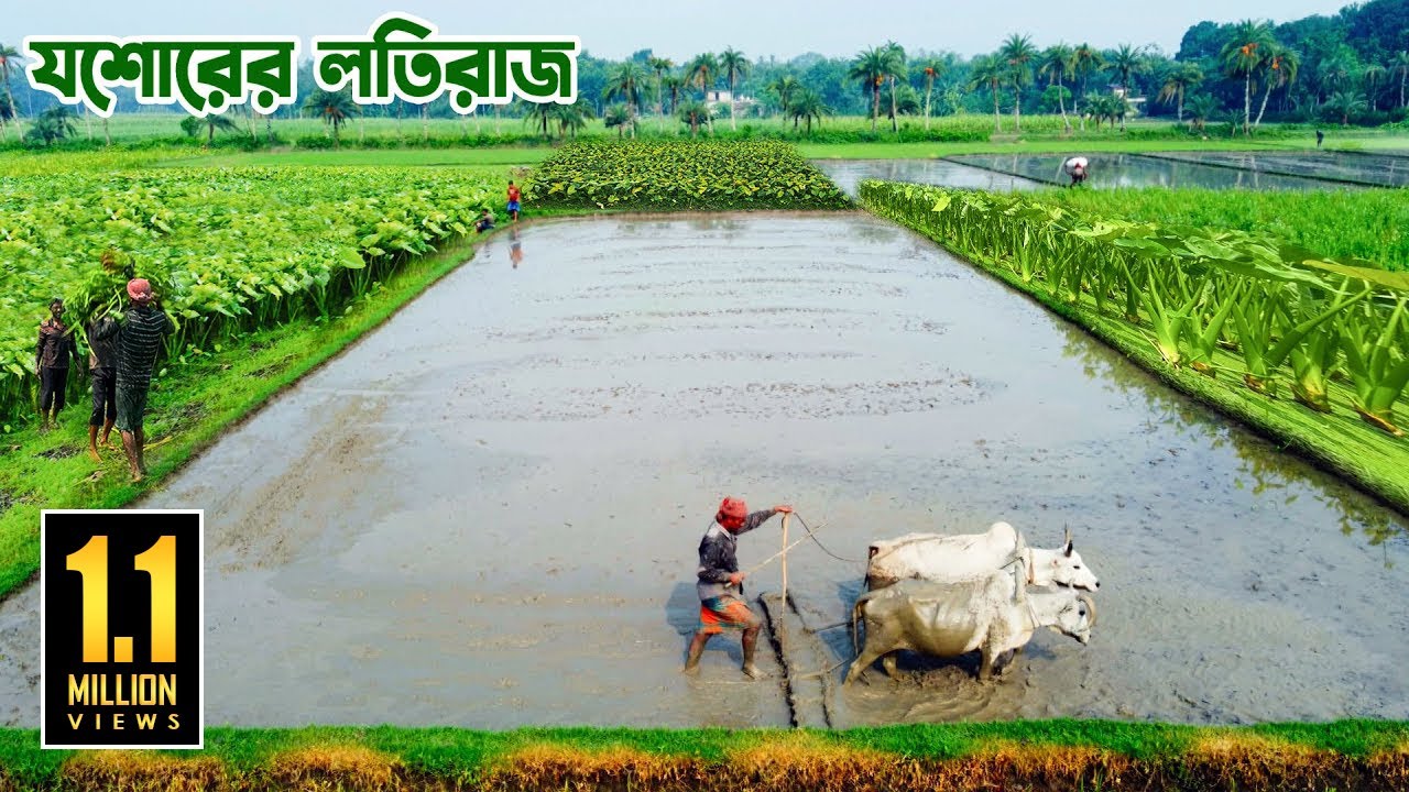 যশোরের কচুর লতির রাজা লতিরাজ || Panorama Documentary