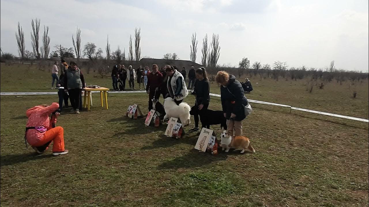 Выставки собак скор. Выставка собак скор. Организатор выставки собак. Выставка собак 27.03.2022 Волгоград. Выставка скор 2022.