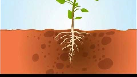 Absorption of Water By Plants | ikenSchoool