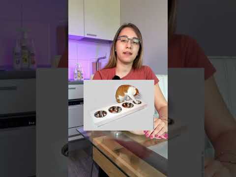 Как выбрать миску для кота #кошки #животные #питомец
