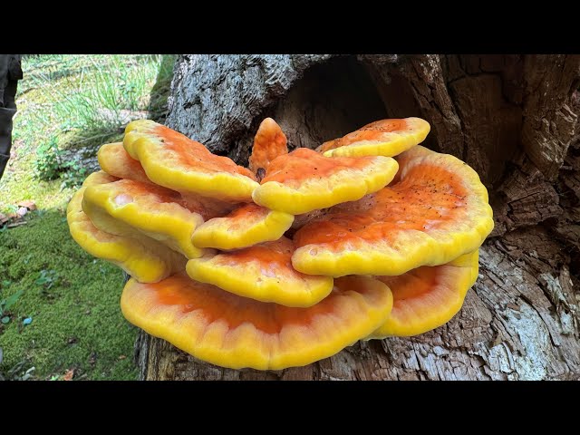 ちきんページ2 Identifying Chicken of the Woods, Laetiporus sulphureus - YouTube