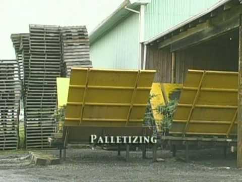 silver-mountain-christmas-trees-from-seed-to-your-home