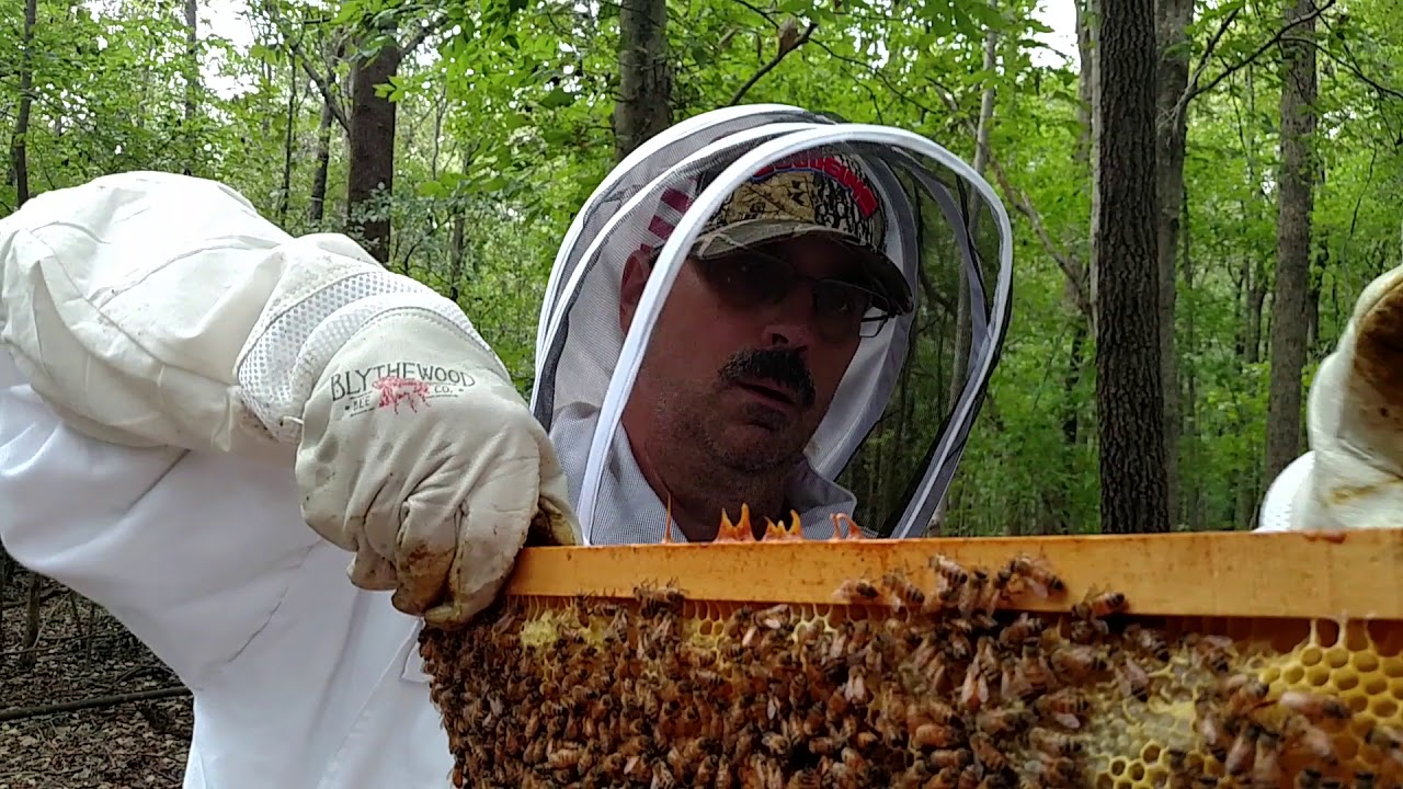 Top Bar Hive inspection Sept 2018 YouTube