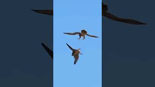 Eigol Power  subscribers trending shorts short short song subscribe shortsviral