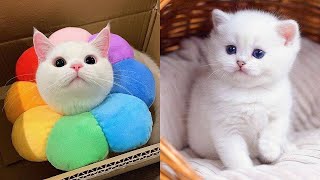 TOP Funny Cats 😻 and Dogs 🐶 Vines 2020 🤣 Cute and Funny Dogs and Cats Videos 🤣Funny Animal Videos