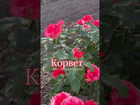 Корвет (Corvette), відео 1