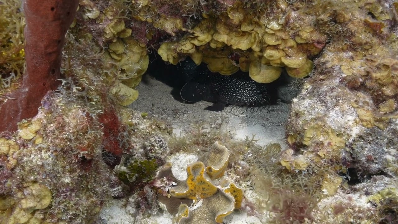 diving Turneffe Atoll, Belize