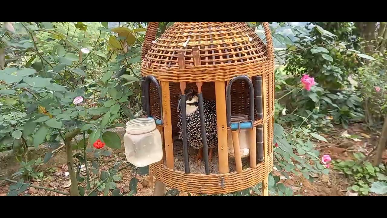 Đa đa gáy mùa xuân kích bổi nhanh gáy phần 10