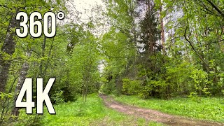 Summer forest after rain. Birdsong for relaxation and stress relief.