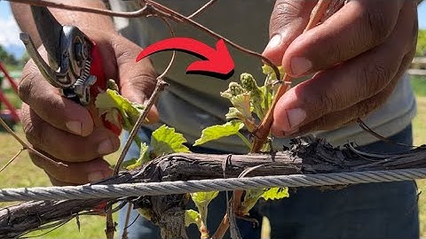 The BEST Way To Prune Grapes in Lower Cordon Style