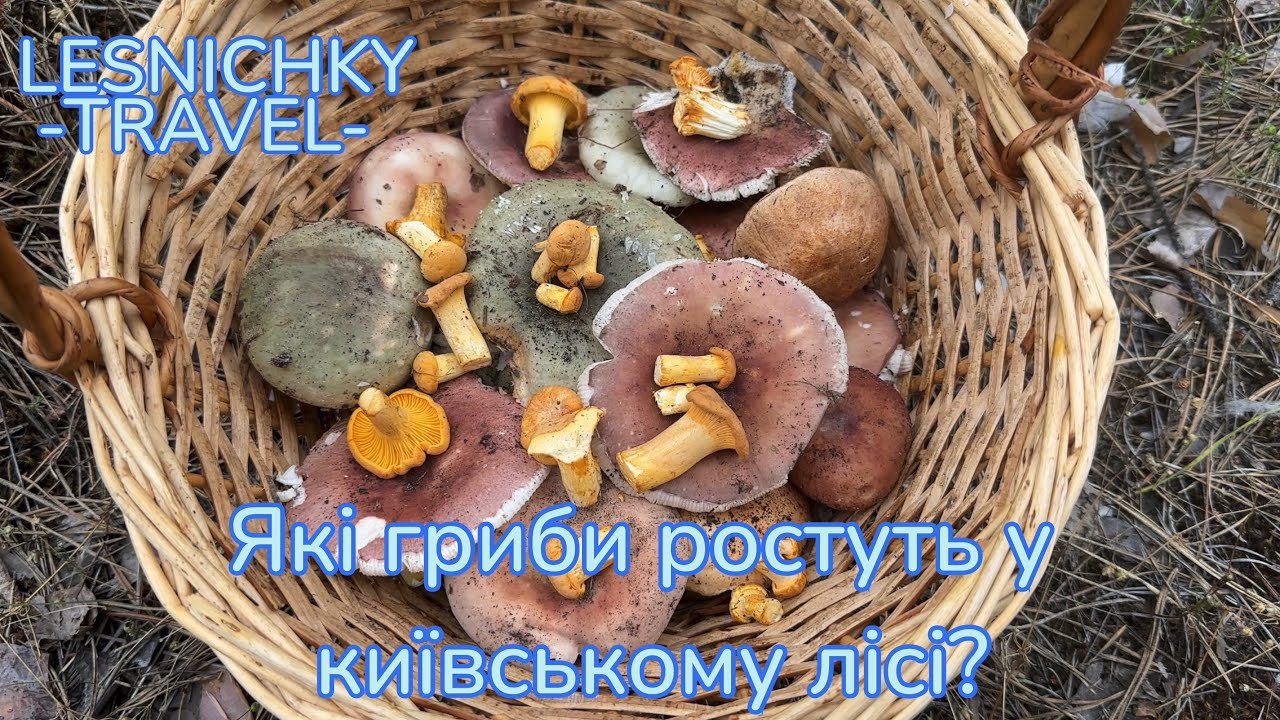 Які гриби ростуть у київському лісі?