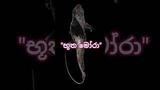අන්ධකාරයෙන් නැගී ආ අද්භූත "භූත මෝරා" story 1st comment.. #GhostShark #NewSpecies202
