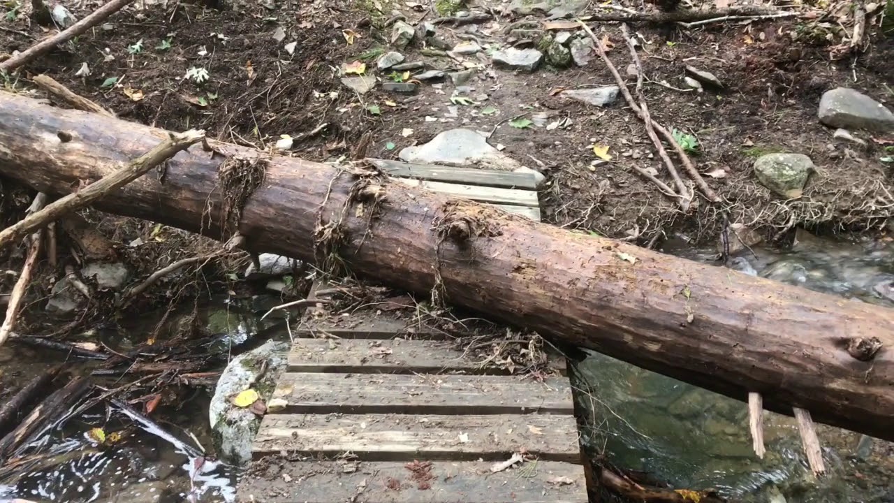 Daleville Virginia to Bland