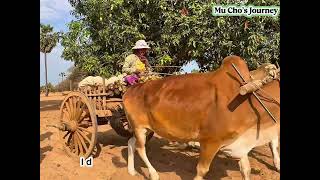 "Sar Taung” My Grandparents’ Village, Myanmar 🇲🇲