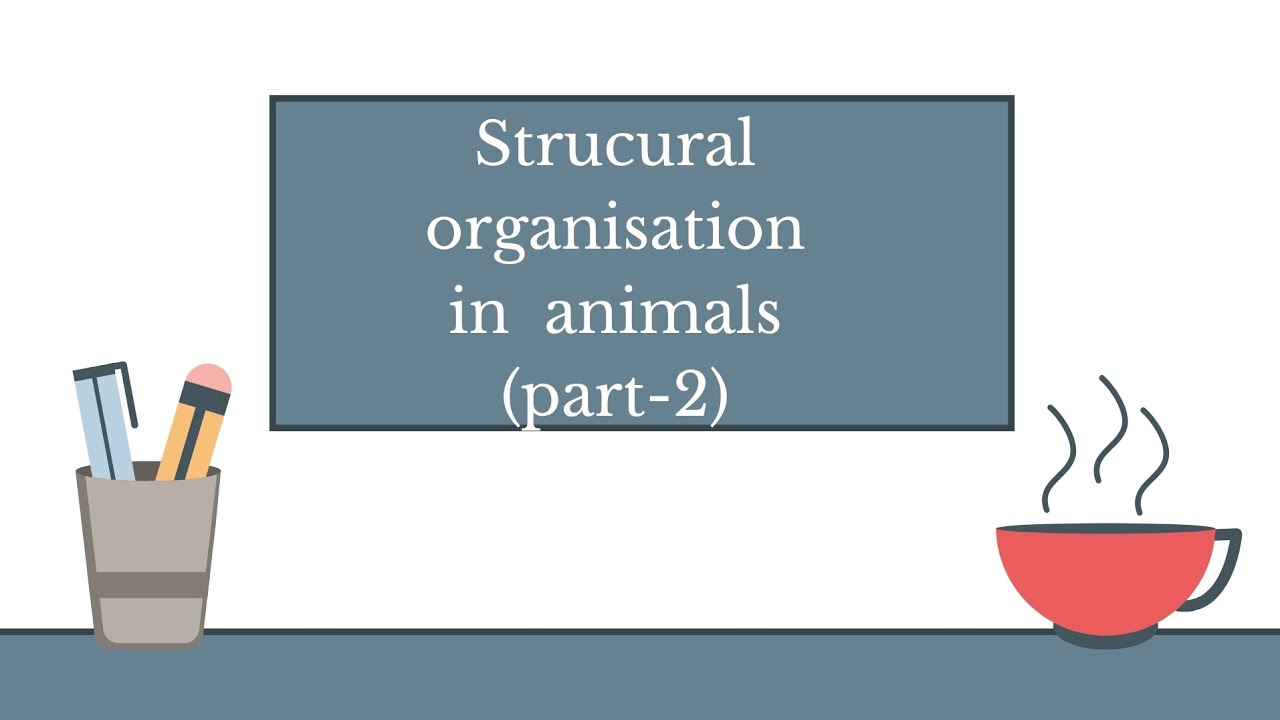 Structural organisation in animals - organ and organs system (part -2)quick revision short note neet