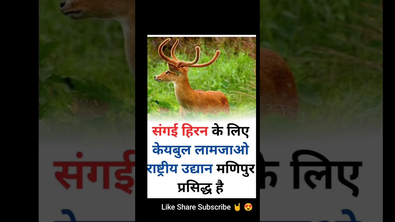 संघाई हिरण 👉 केवल लामजाओ मणिपुर 