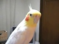 Cockatiel