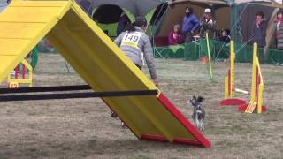FCI東日本インターナショナルアジリティー競技会 AG2