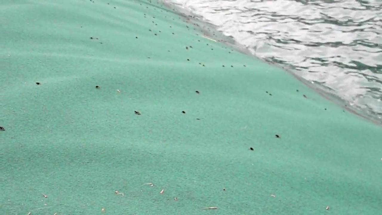 Newly metamorphosed Common Toad (Bufo bufo) migration 2 video phone beyonce mp3
