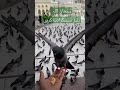 Pigeon in Khana Kaba | Haram Sharif | #shorts