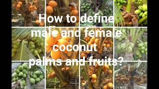 How to define male and female coconut palms and fruits_@FarmerIdeasTV