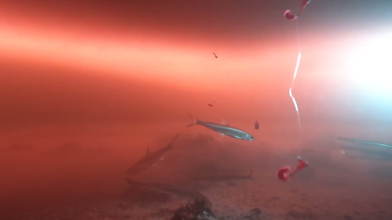 underwater video as i ice fish smelt part 2
