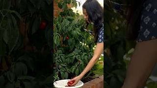 🌶️ End-of-Summer Heat: Harvesting Spicy Rocoto Peppers from My Little Garden!  #chilipeppers #rocoto