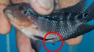 Tips mudah mengidentifikasi ikan flowerhorn betina | Bahasa Inggris |