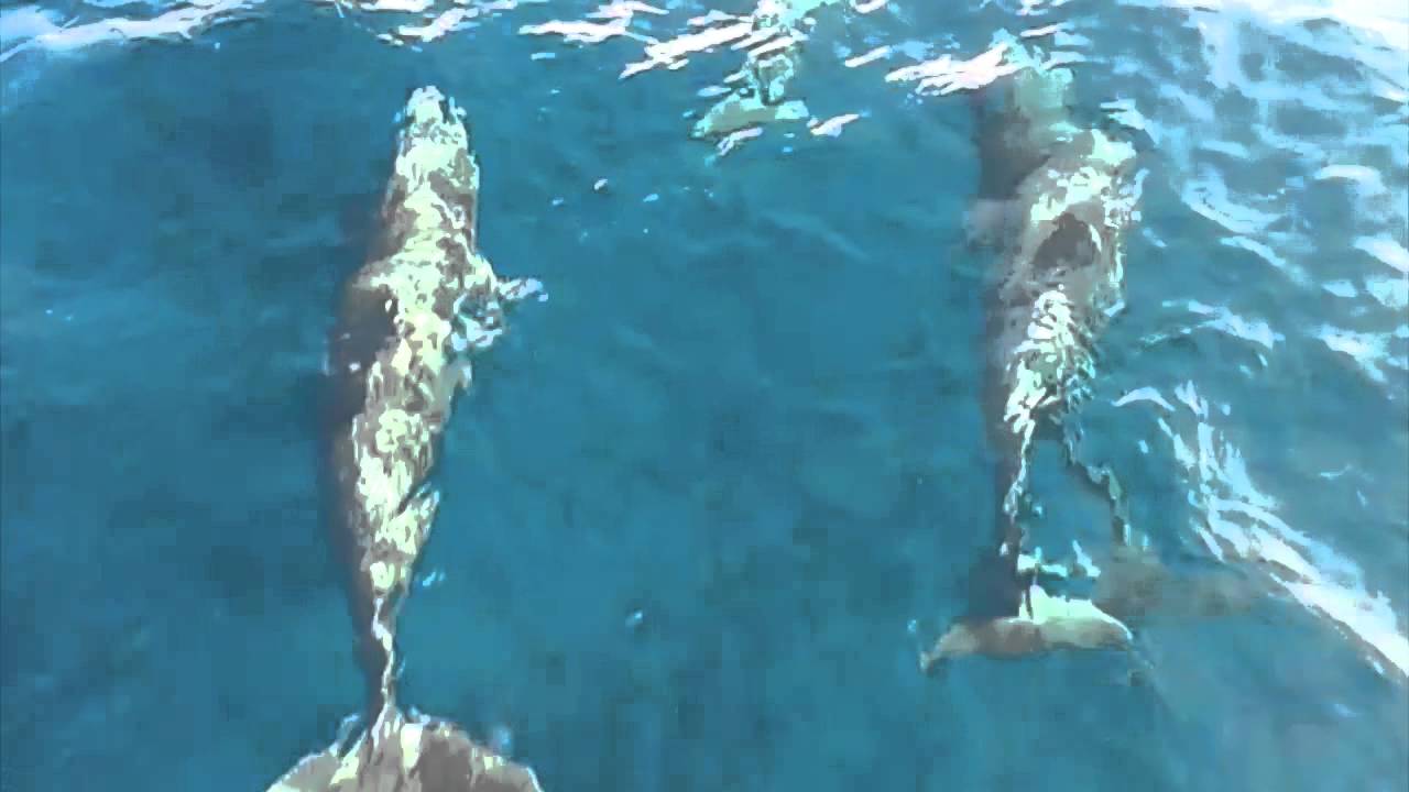 Catamaran Sagitario  Encuentro con Delfines