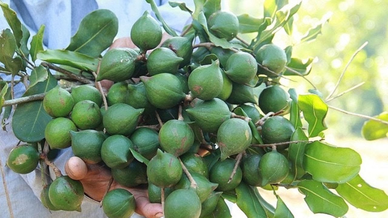 Cách trồng và chăm sóc cây mắc ca theo tiêu chuẩn vietgap