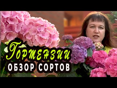 ГОРТЕНЗИЯ КРУПНОЛИСТНАЯ Обзор сортов
