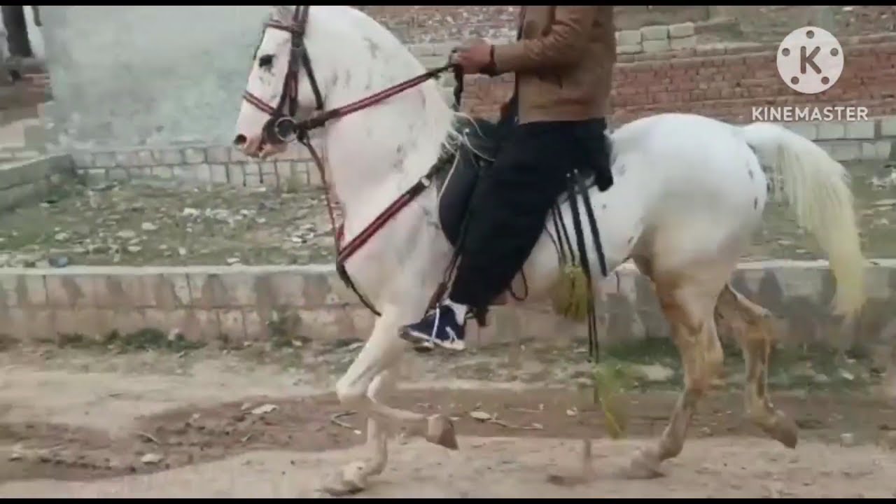 horse for sale new horse for sale 0348.7637308 YouTube