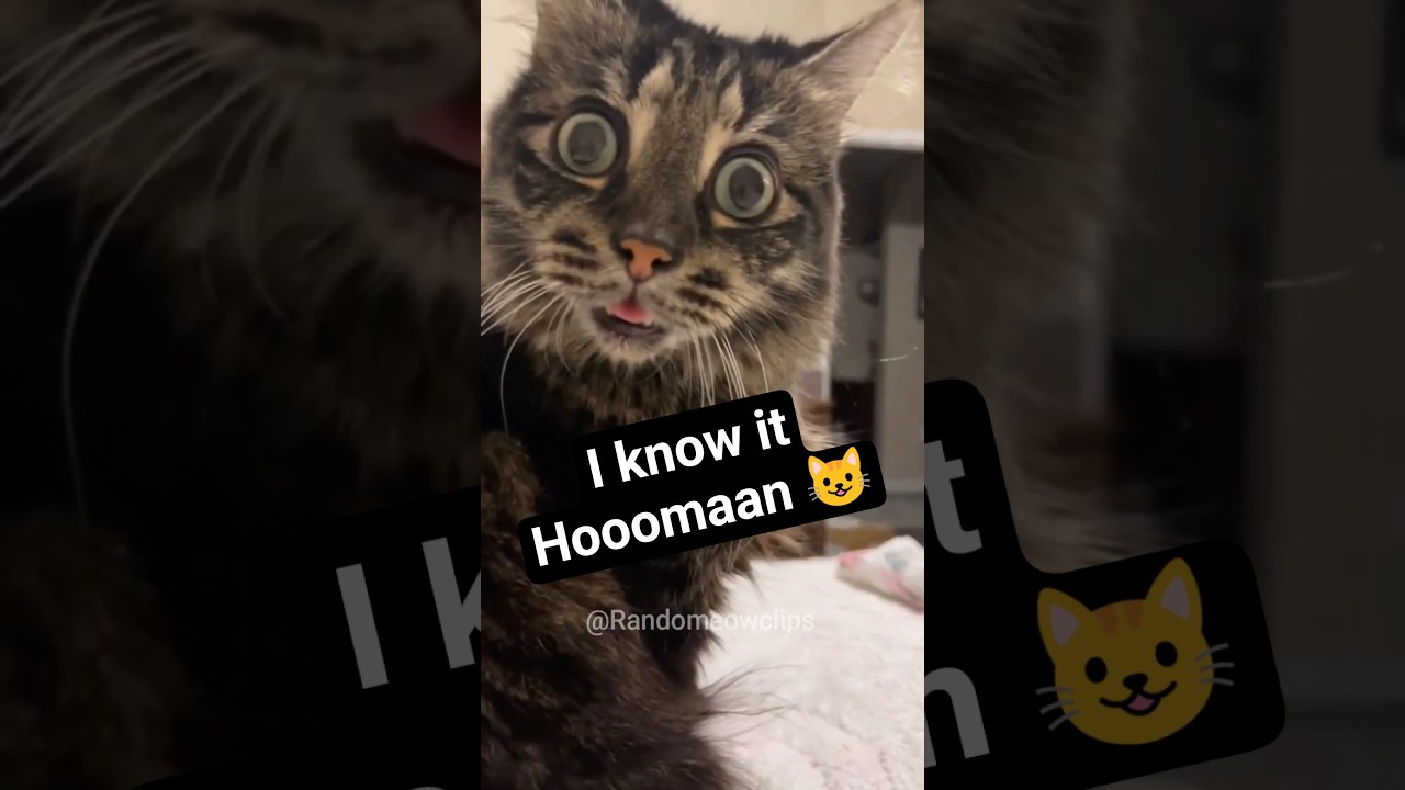 When You Speak English and Your Cat Responds 😹 