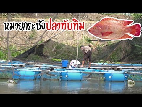 ตกหน้าดิน หมายข้างกระชังเลี้ยงปลา | เด็กตกปลา