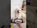 大好きなブッチを1年ぶりに食べてみた大型犬【ホワイトシェパード】　#shorts