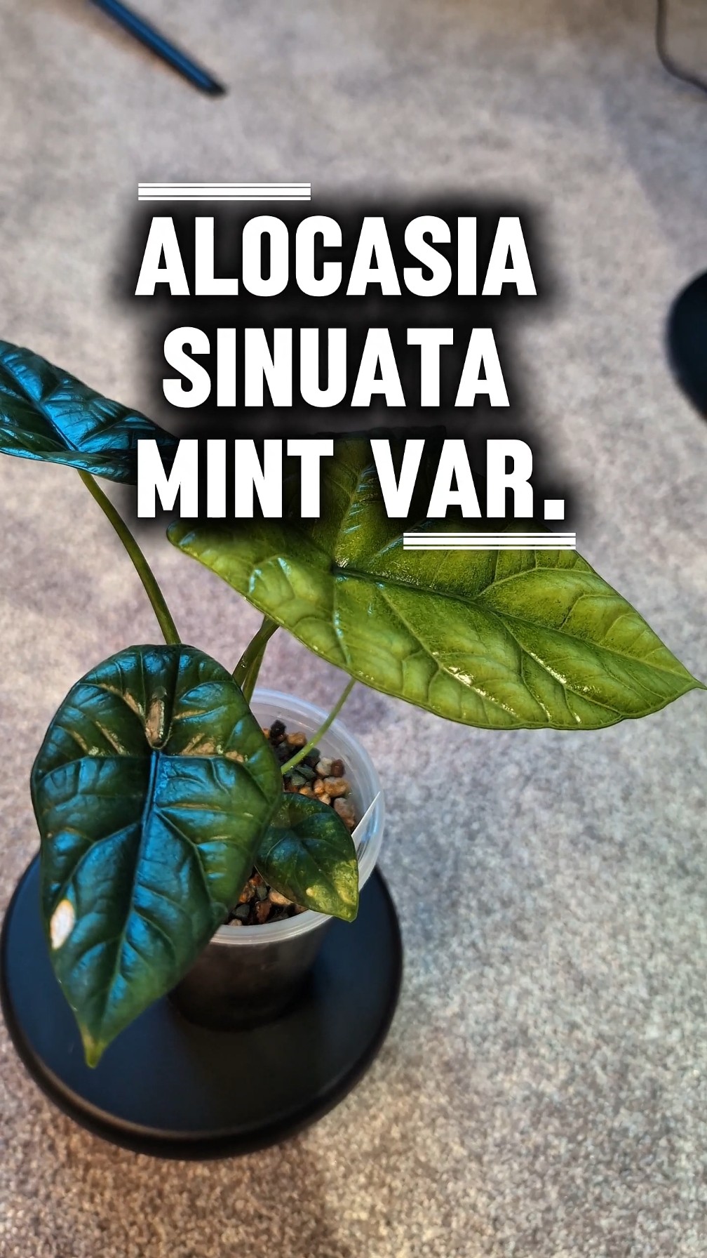 Alocasia Sinuata Mint Variegated Care & Tips #alocasia