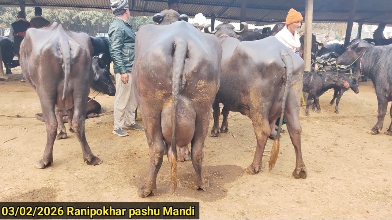इस पशु मंडी में आती है बड़ी बड़ी गावन भैंस बिकने के लिए #ranipokharpashumandi