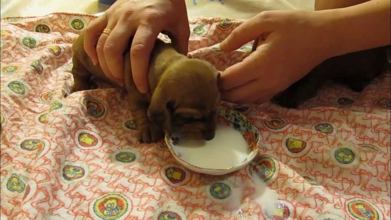 Щенок таксы 1 день. Чем кормить таксу в 2 месяца. Щенок таксы 2 месяца. Информация о таксе. Чем кормить таксу в 2 месяца.