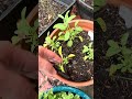 Weekly garden update, part 2
