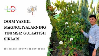 Magnoliyalar navlari, parvarishlash bo'yicha Zaxriddin Flowers'dan Ismoilbek Rustambekov tavsiyalari