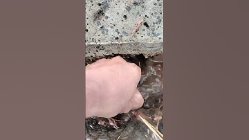 Remove Plastic And Debris Clogged Drain # #culvert #unclog #drain #remove #satisfying#shorts