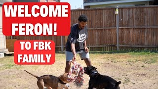 Welcome Feron to the FitBully Family (Cane Corso)