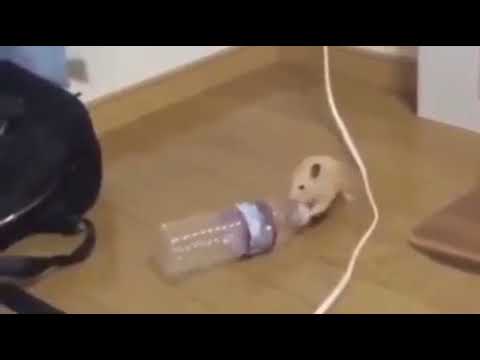 funny-hamster-meme-video