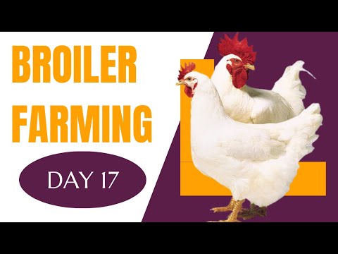 The Secrets of Successful Broiler Farming: Day 17 Tips and Tricks