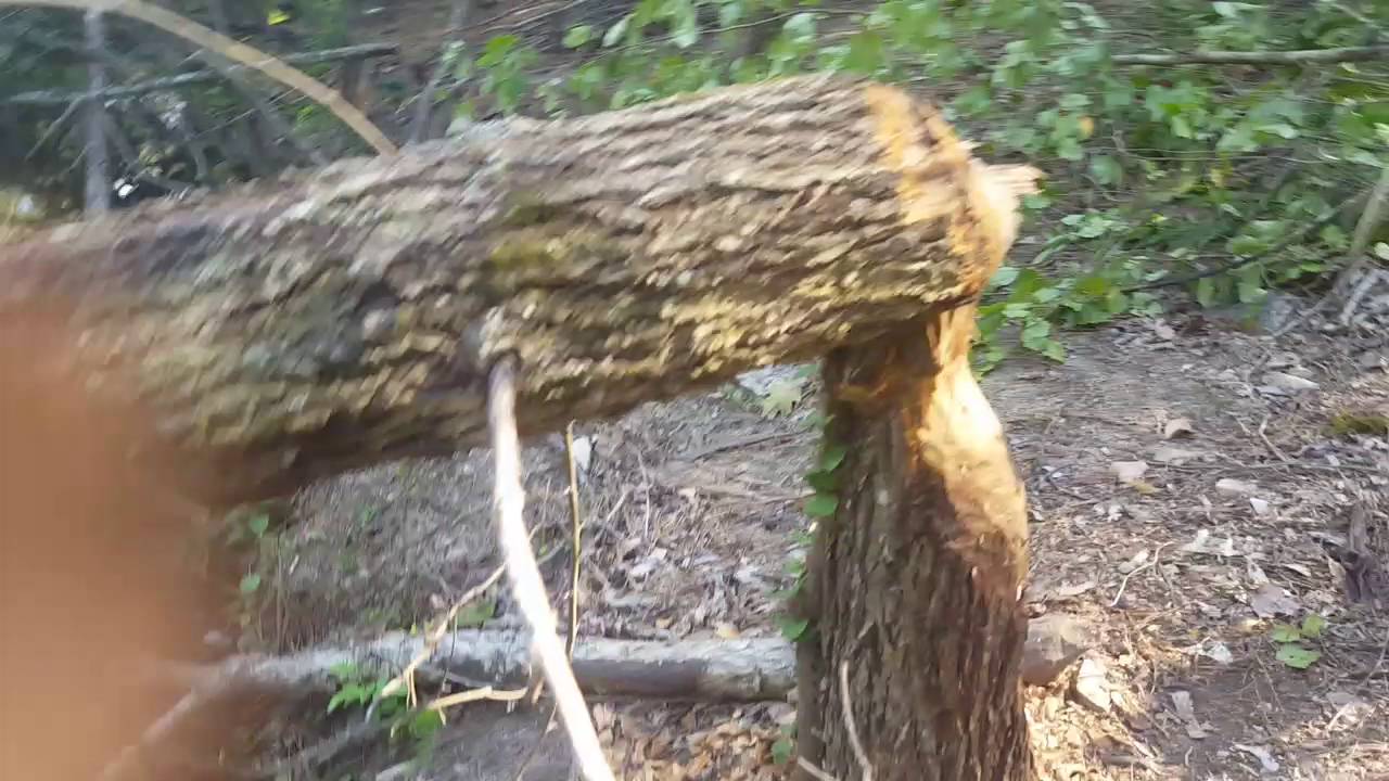 removal of fallopian tube Beaver traps