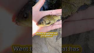 My first wild goldfish #nyc #fishing #bass #carp #fish #gold #nature #invasion #shorts #fun #micro