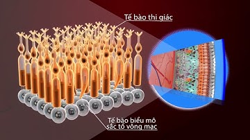 Cấu tạo và hoạt động của mắt