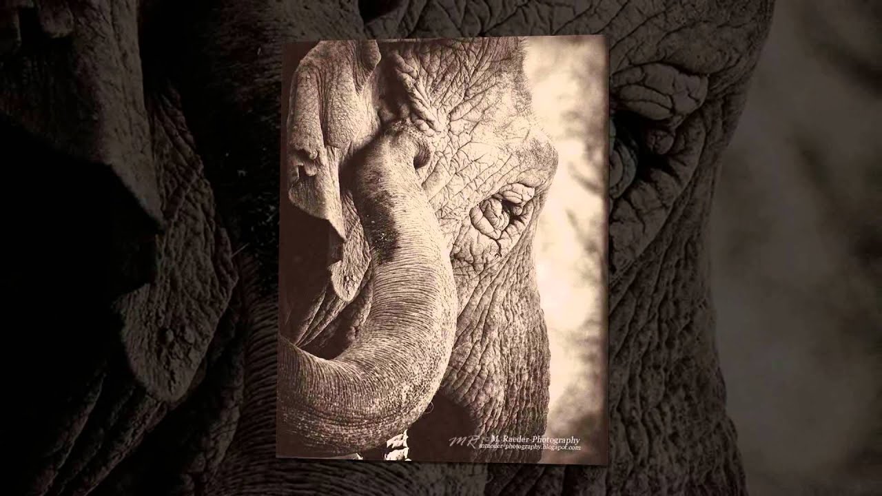 PAWS Elephant Sanctuary in California YouTube