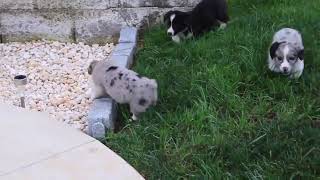 Pembroke Welsh Corgi Puppies for Sale